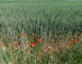 Eladó telek/földterület Cserszegtomaj 69 000 000 Ft