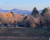 Eladó telek/földterület Solymár 49 500 000 Ft