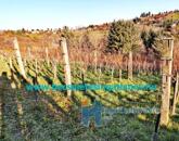 Eladó telek/földterület Zalaegerszeg 3 499 999 Ft