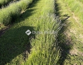 Eladó üdülő/nyaraló Pécsvárad 120 000 000 Ft