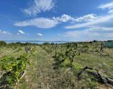 Eladó Balatatonszepezden egy örökpanorámás külterületi telek szőlővel