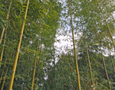 Eladó telek/földterület Komárom 14 800 000 Ft