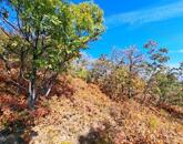 Erdőben, panorámás- eladó MEZŐGAZDASÁGI TERÜLET BALATONFÜREDEN