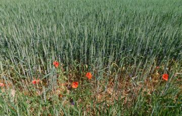 Eladó telek/földterület