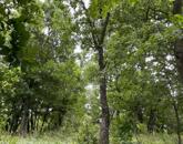 Levendula ültetvény a Balaton-felvidéken