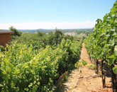 Eladó telek/földterület Tatabánya 1 800 000 Ft