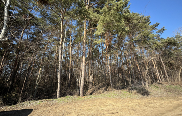 Eladó telek/földterület