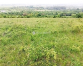 Eladó telek/földterület Szentendre 78 000 000 Ft