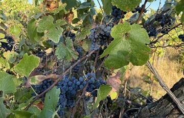 Eladó telek/földterület