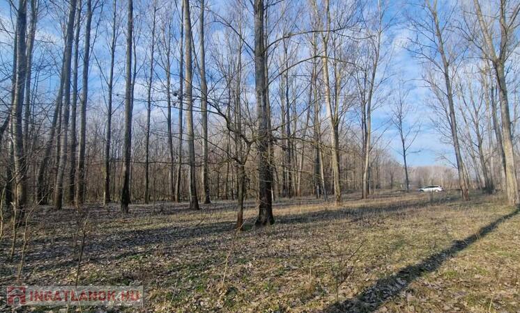 Eladó szántó Cegléden, az Ugyeri dűlőben