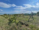 Eladó Balatatonszepezden egy örökpanorámás külterületi telek szőlővel