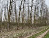 Eladó telek/földterület Dánszentmiklós 58 000 000 Ft