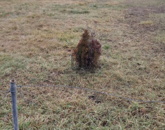 Eladó telek/földterület Székesfehérvár 49 900 000 Ft