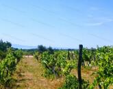 Részpanorámás terület