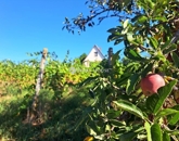 Eladó telek/földterület Baksa 10 800 000 Ft