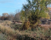 Eladó telek/földterület Pécel 23 900 000 Ft