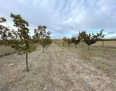 Eladó telek/földterület Péteri 11 000 000 Ft