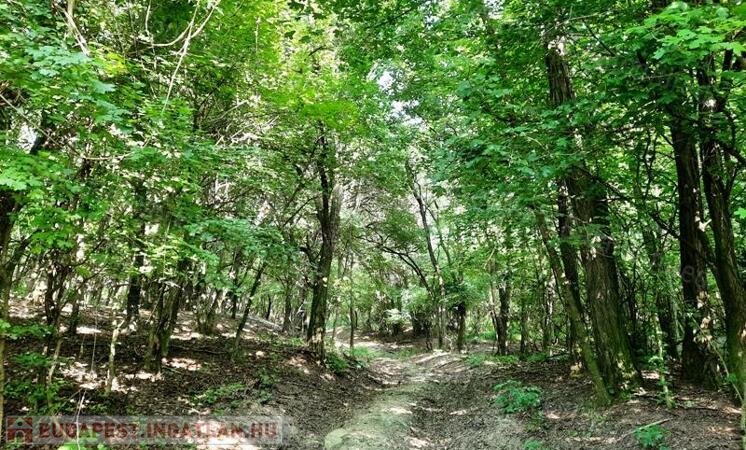 TELEPÜLÉS KÖZELÉBEN eladó MEZŐGAZDASÁGI TERÜLET KAPOLCSON                                 