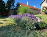 Eladó családi ház Sátoraljaújhely 89 900 000 Ft