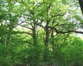 Dörgicsei mezőgazdasági terület az óriás tölgyfasor mentén