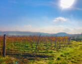 Táj-Panorámás beépíthető szőlős telek ELADÓ