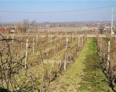 Eladó családi ház Siójut 32 000 000 Ft