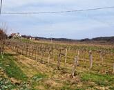 PANORÁMÁS SZŐLŐ A NIVEGY-VÖLGY SZÍVÉBEN SZENTJAKABFÁN