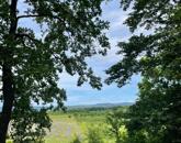 Levendula ültetvény a Balaton-felvidéken