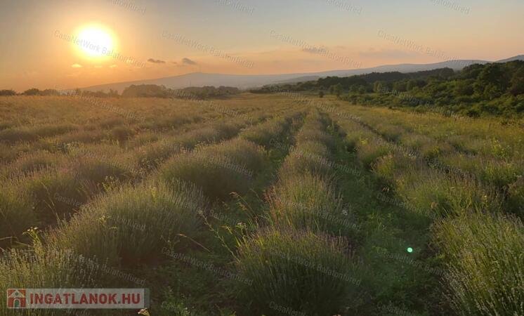 Levendula ültetvény a Balaton-felvidéken