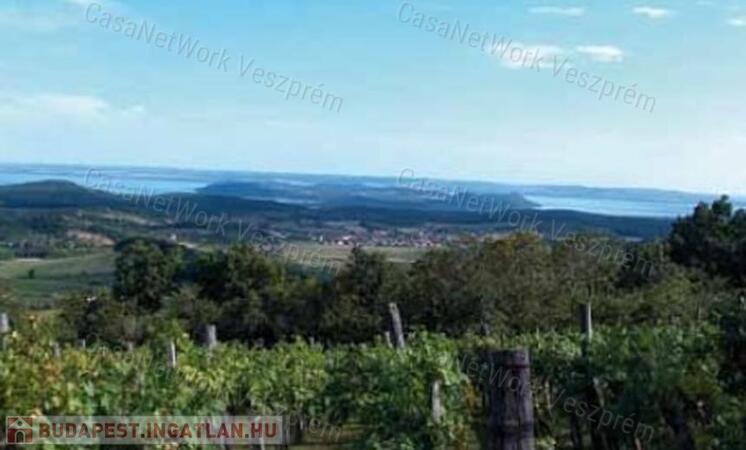 Részpanorámás szőlő terület                                 