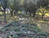 Eladó családi ház Görcsöny 59 900 000 Ft