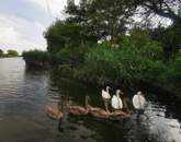 Eladó Szajol Holt-Tisza 1-es tónál közvetlen vízparti nyaraló