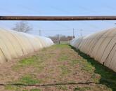 Eladó Tiszaföldváron egy 3718 m2-es telek hűtőházzal.