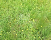 Eladó telek/földterület Nagyrákos 75 000 000 Ft