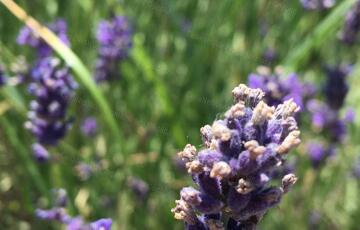 Eladó telek/földterület