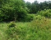 ERDŐ a Balaton-felvidéken, Balatonakali keleti oldalán.