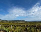 Eladó szőlőterület Zánkán