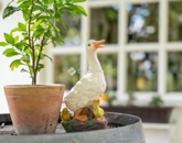 Eladó családi ház Táborfalva 79 900 000 Ft