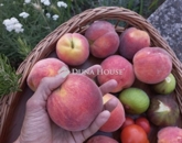 Eladó telek/földterület Pécs 47 000 000 Ft