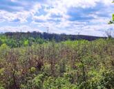 Eladó erdő Szentgál közelében