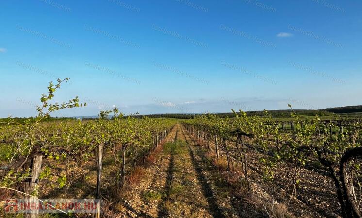 Eladó panorámás szőlőterület Zánkán!