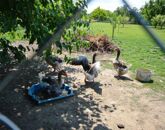 Eladó családi ház Nagykarácsony 13 000 000 Ft