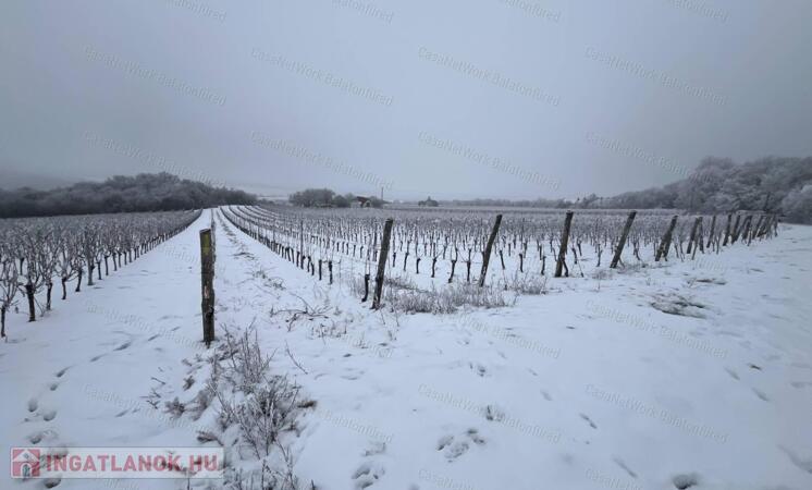 PANORÁMÁS SZŐLŐ A NIVEGY-VÖLGY SZÍVÉBEN - SZENTJAKABFÁN