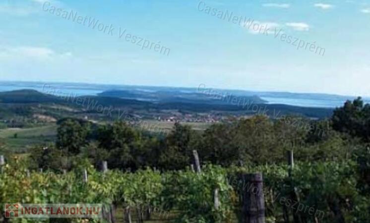 Részpanorámás szőlő terület