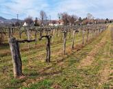 PANORÁMÁS SZŐLŐ A NIVEGY-VÖLGY SZÍVÉBEN SZENTJAKABFÁN