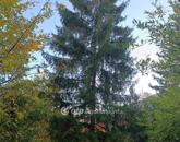 Eladó telek/földterület Solymár 64 900 000 Ft