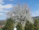 Eladó családi ház Budapest III. ker 349 000 000 Ft