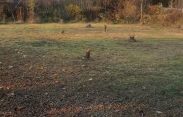 Eladó telek/földterület