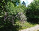 Eladó családi ház Rezi 385 000 Euro