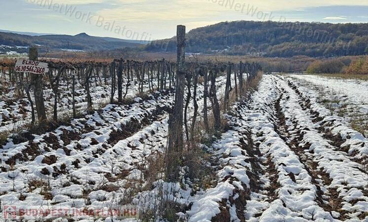 Erdő közelében -eladó MEZŐGAZDASÁGI TERÜLET BALATONCSICSÓN                                 